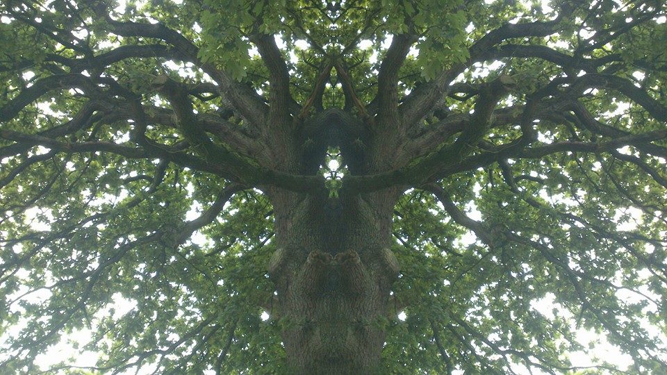 Baumwesen der Eiche1
